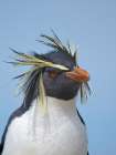 Moseleys penguin also called Northern Rockhopper penguin on Bleaker Island. Falkland Islands. Coastal Print
